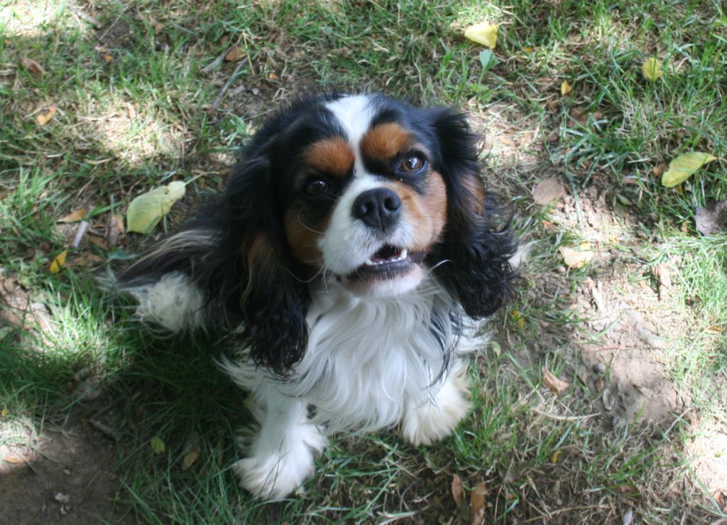 Publication : Des Jardins De Vesco