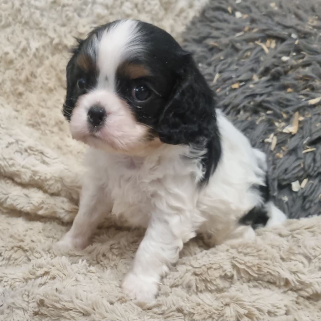 Cavalier King Charles Spaniel - Chiots Cavalier-King-Charles LOF - Des Jardins De Vesco