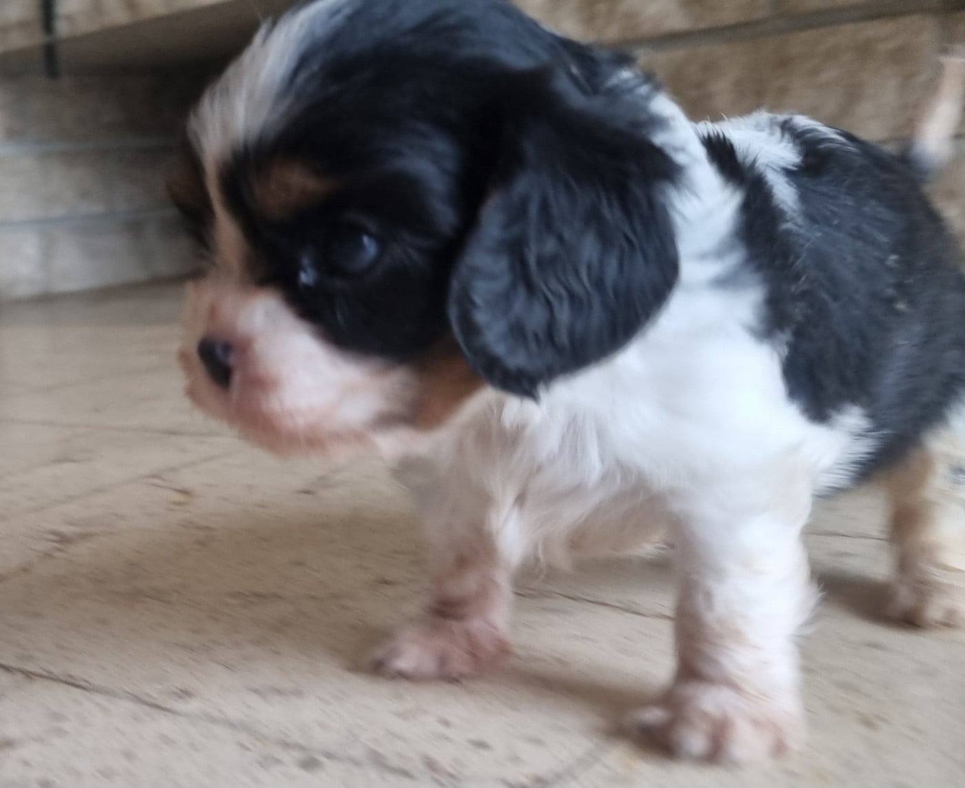 Cavalier King Charles Spaniel - Des Jardins De Vesco