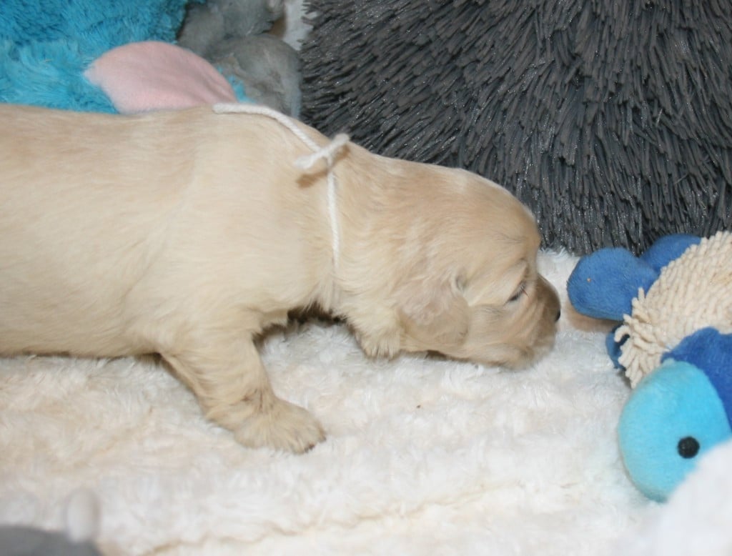 Chiot Golden Retriever