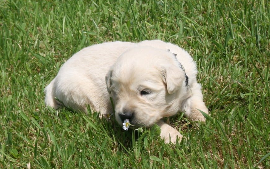 Golden Retriever - Des Jardins De Vesco