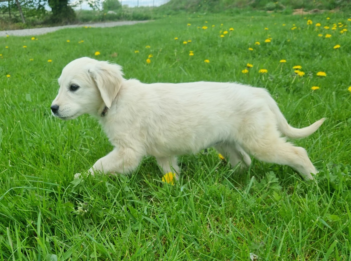 Golden Retriever - Des Jardins De Vesco