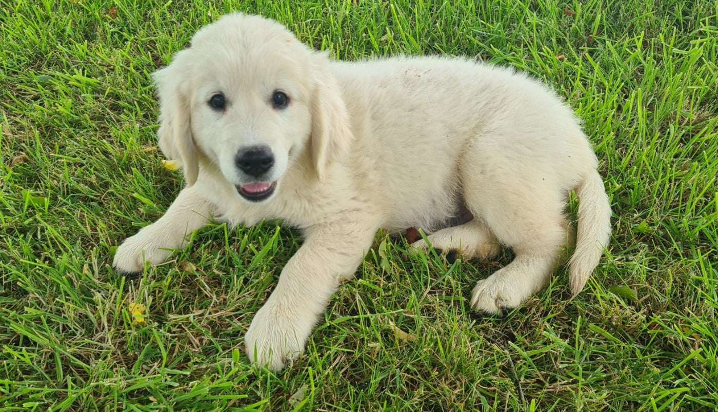 Golden Retriever - Des Jardins De Vesco