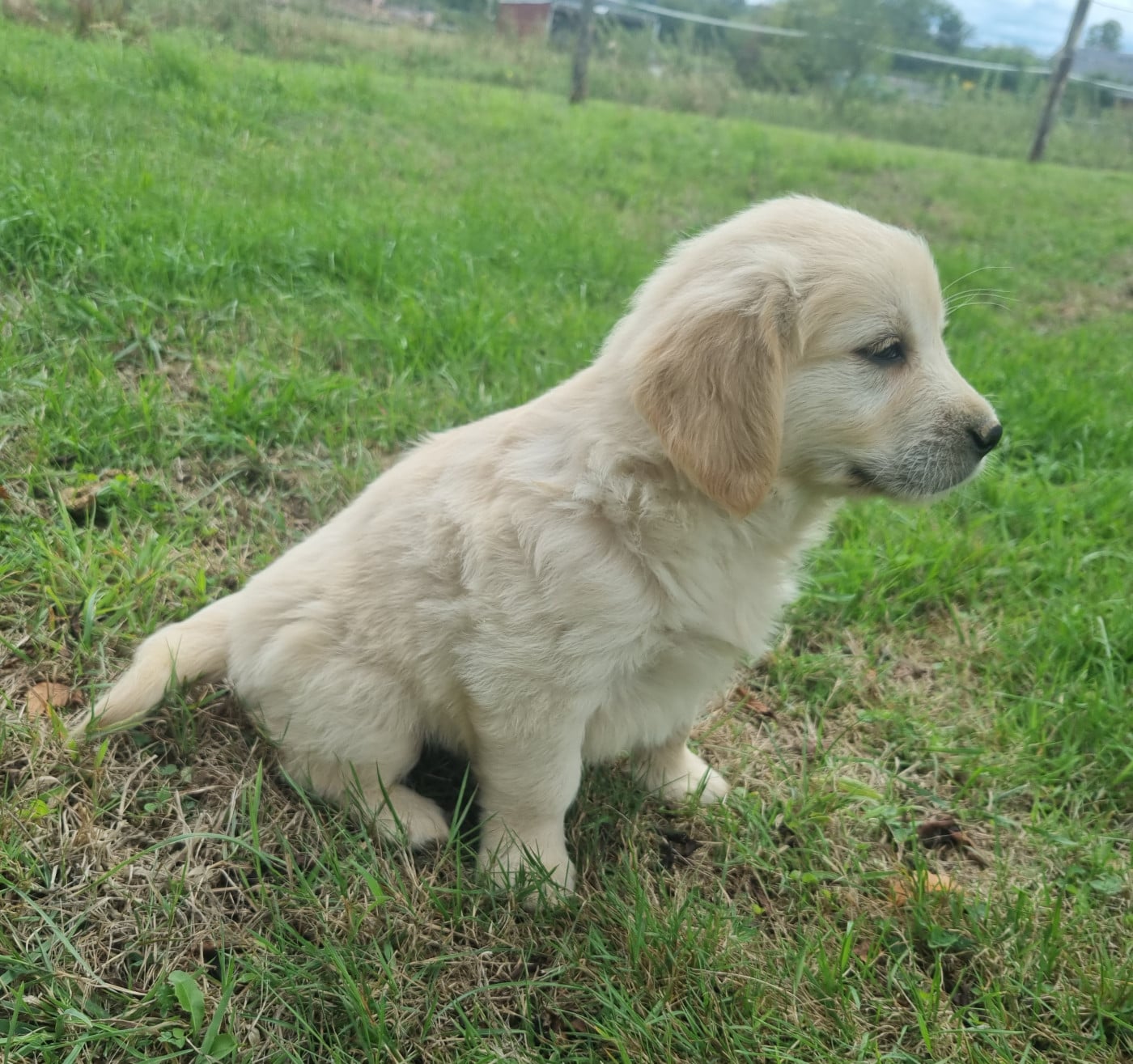 Chiot N°6