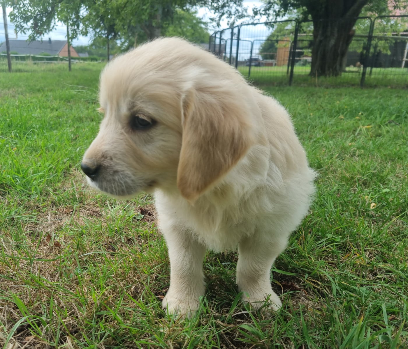 Chiot N°6