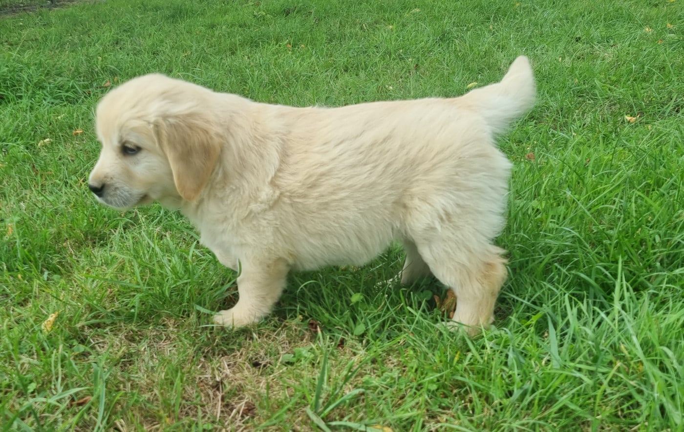Chiot N°6
