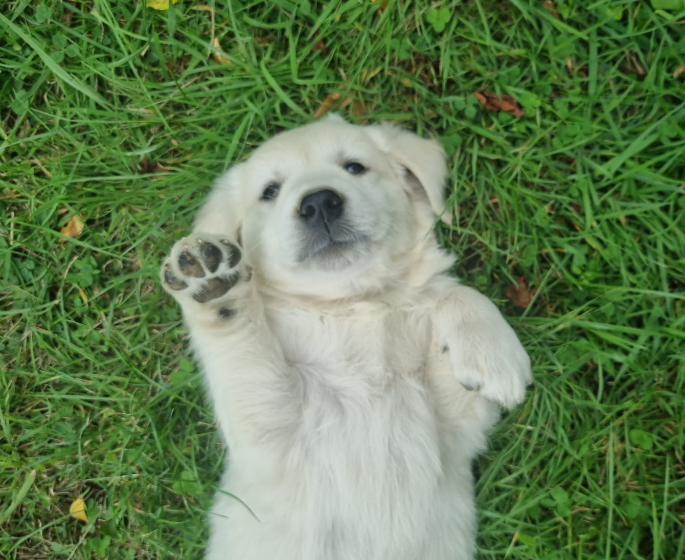 Chiot N°4