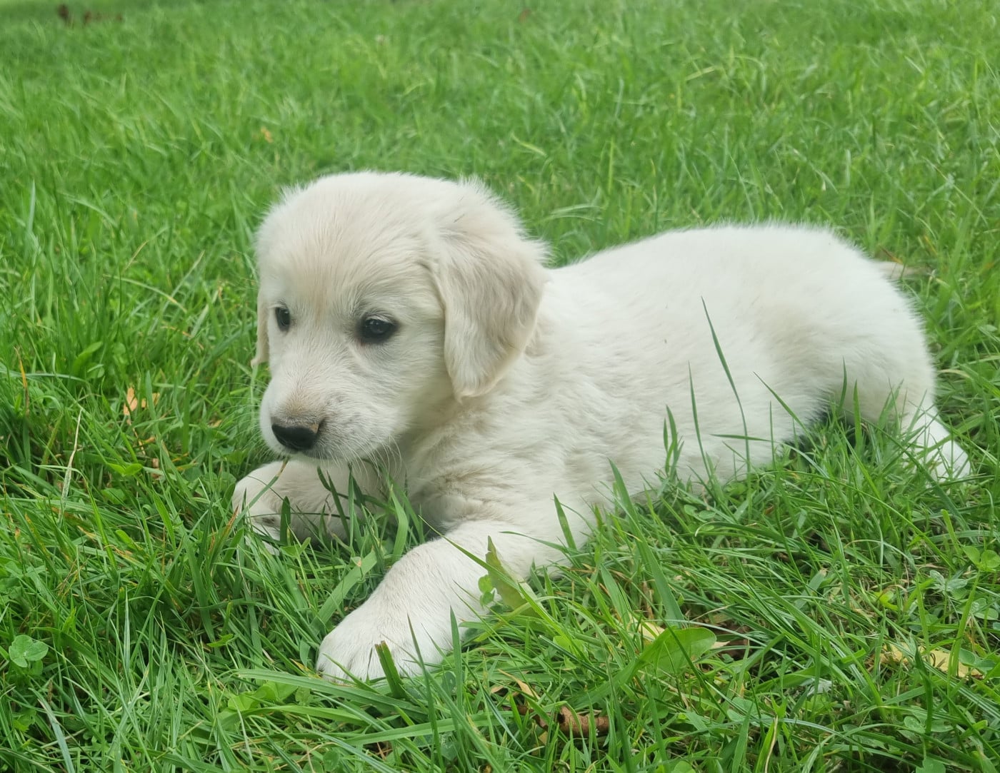 Chiot N°4