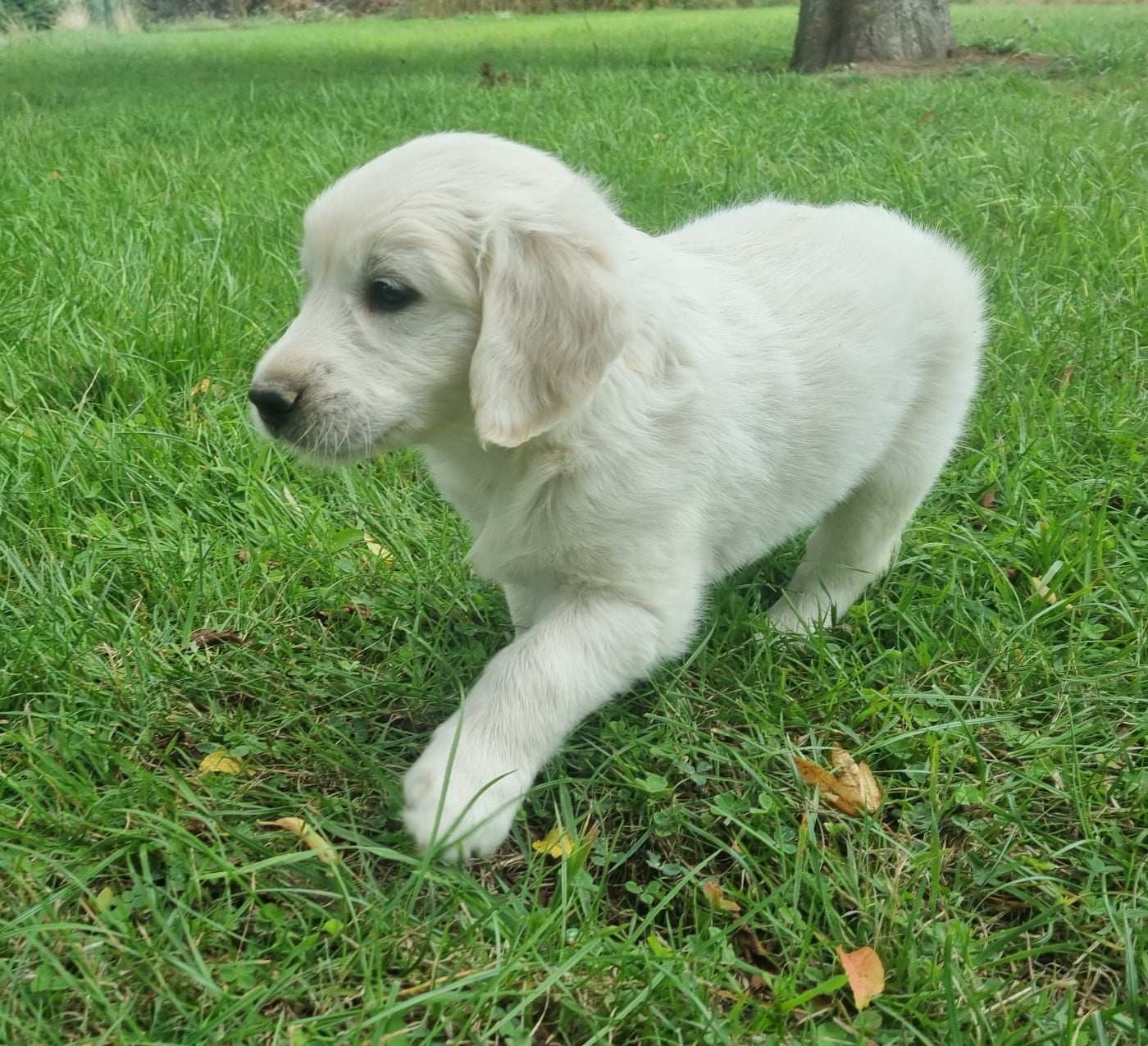 Chiot N°4
