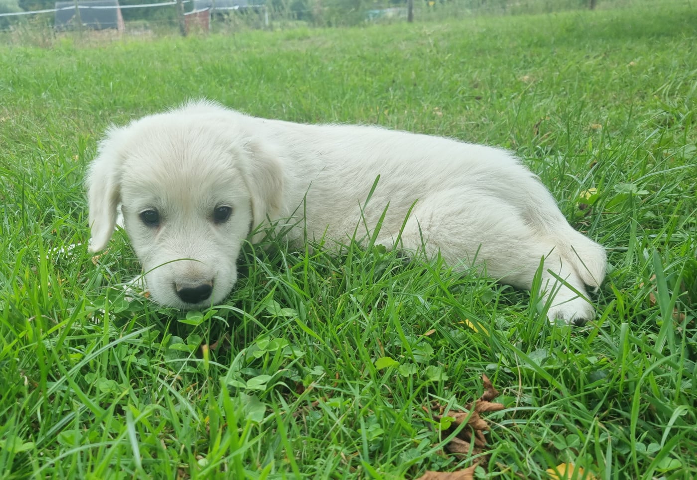 Chiot N°4