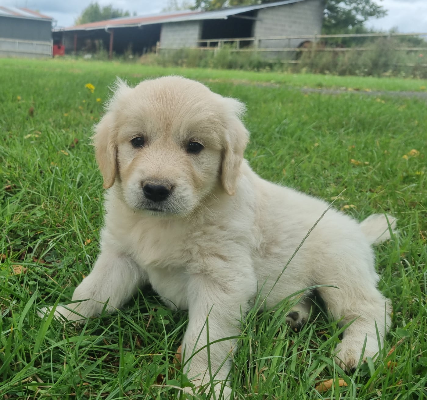 Chiot N°3