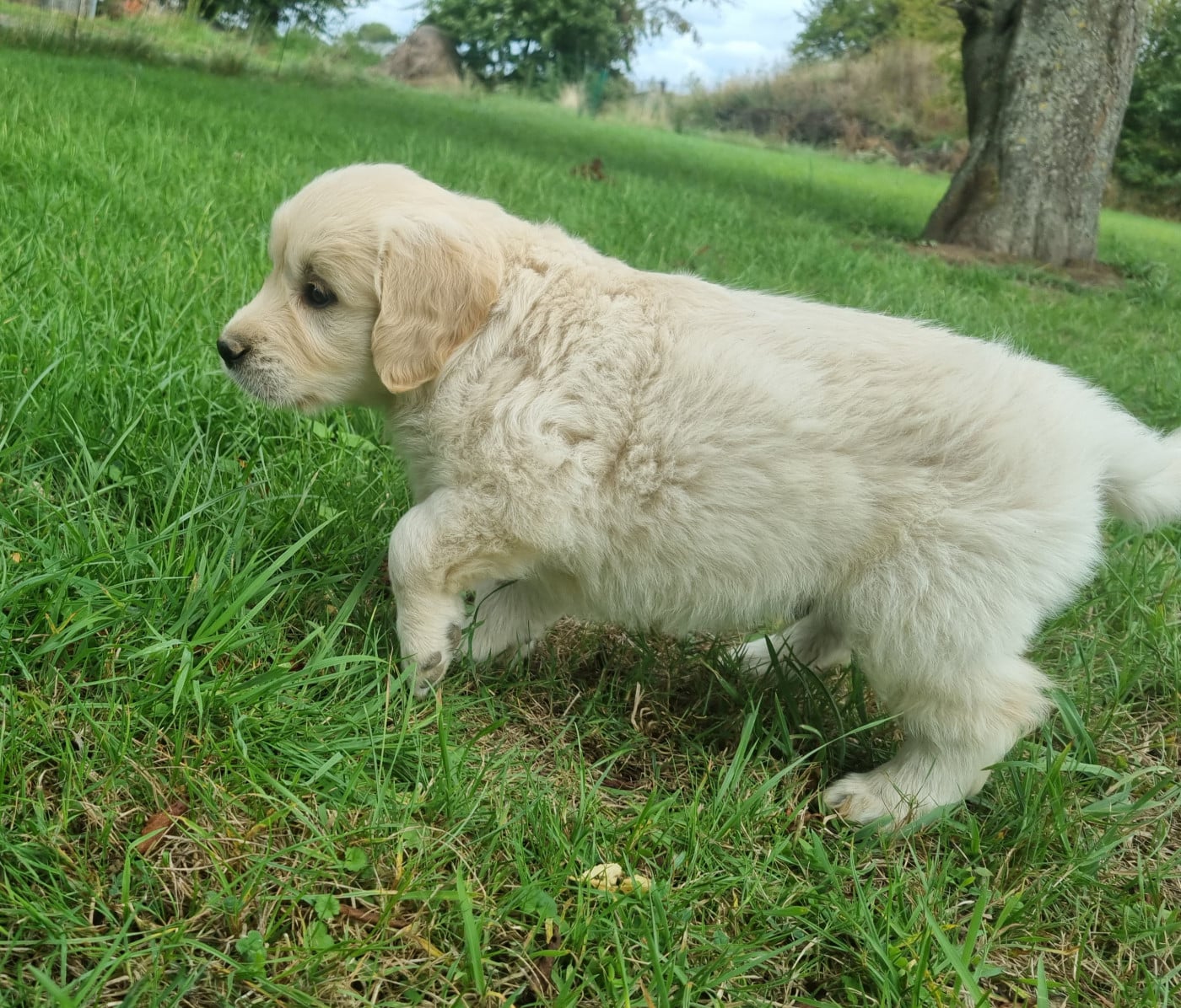 Chiot N°3