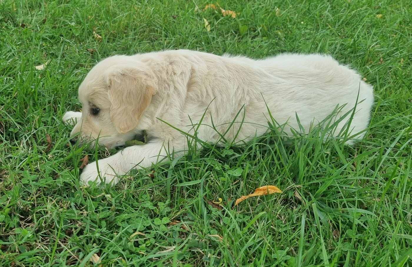 Chiot N°3
