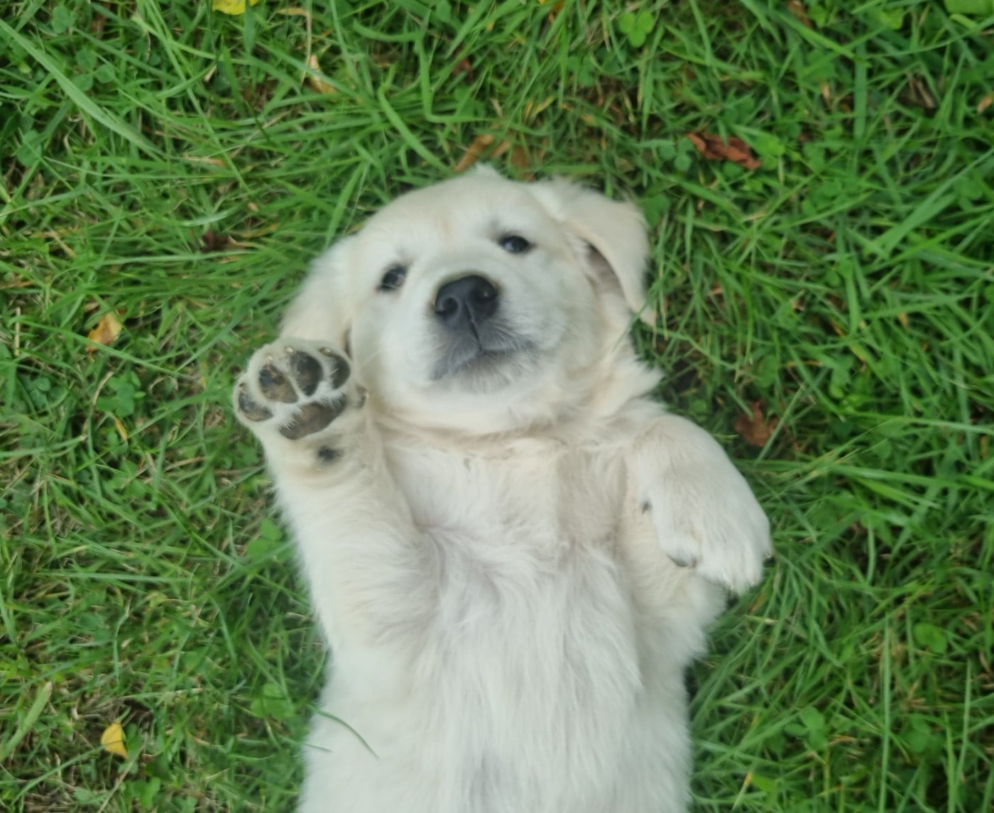 Golden Retriever - Des Jardins De Vesco