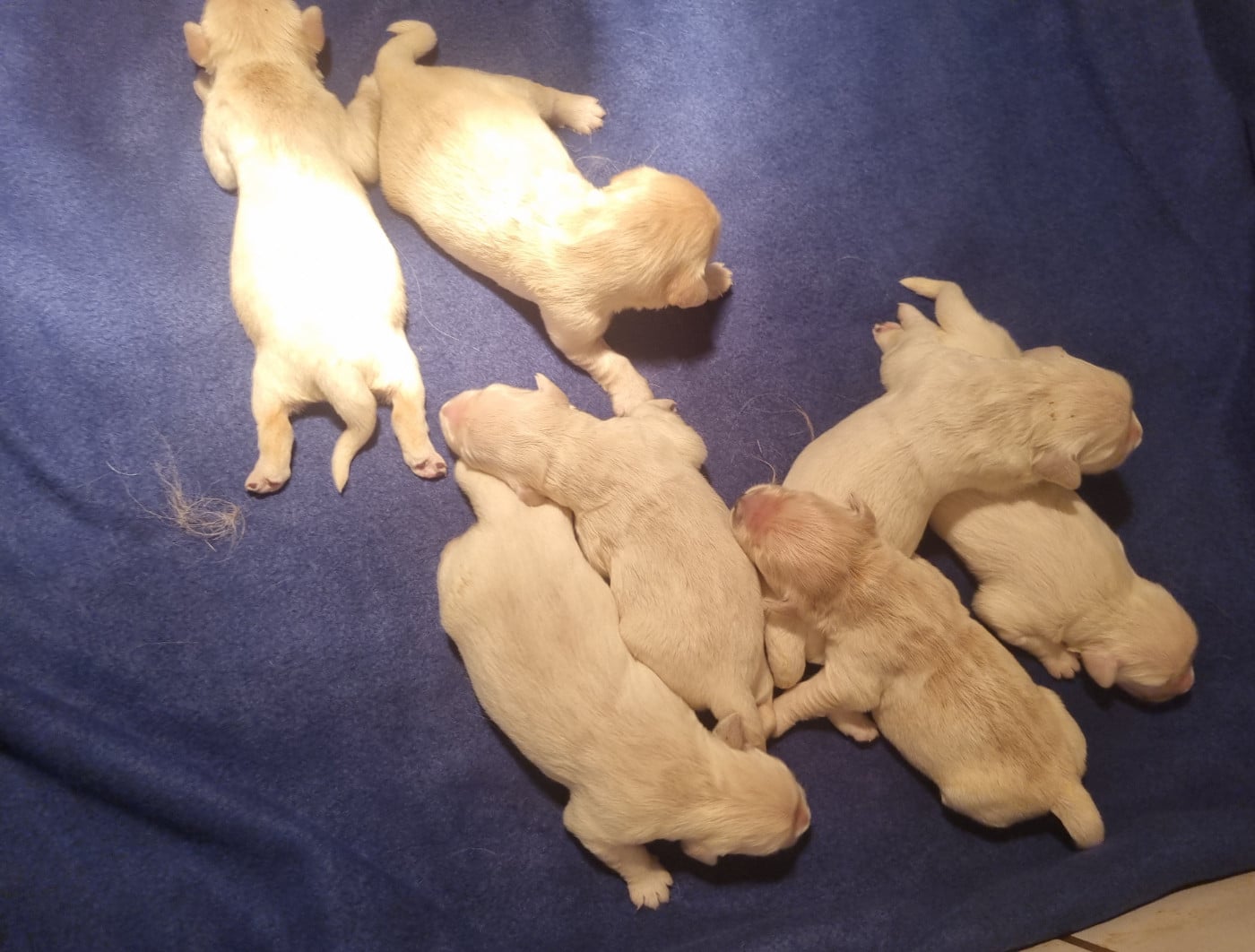 Mâle n°3 - Golden Retriever