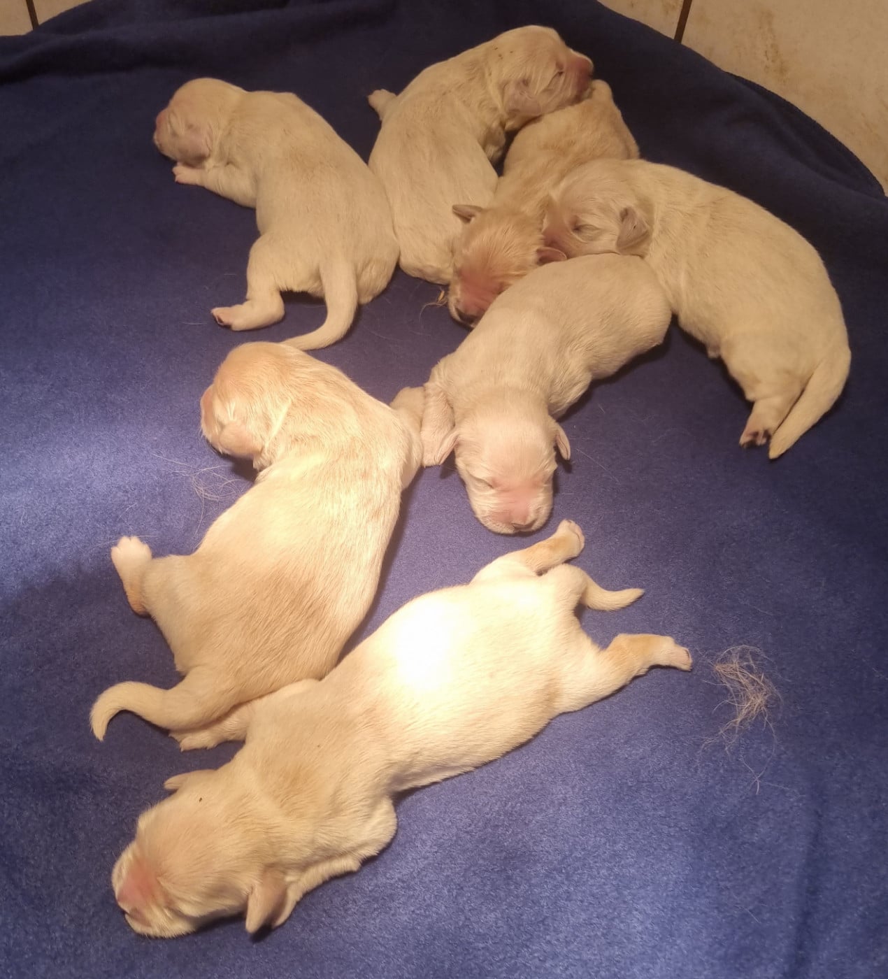 Femelle n°1 - Golden Retriever