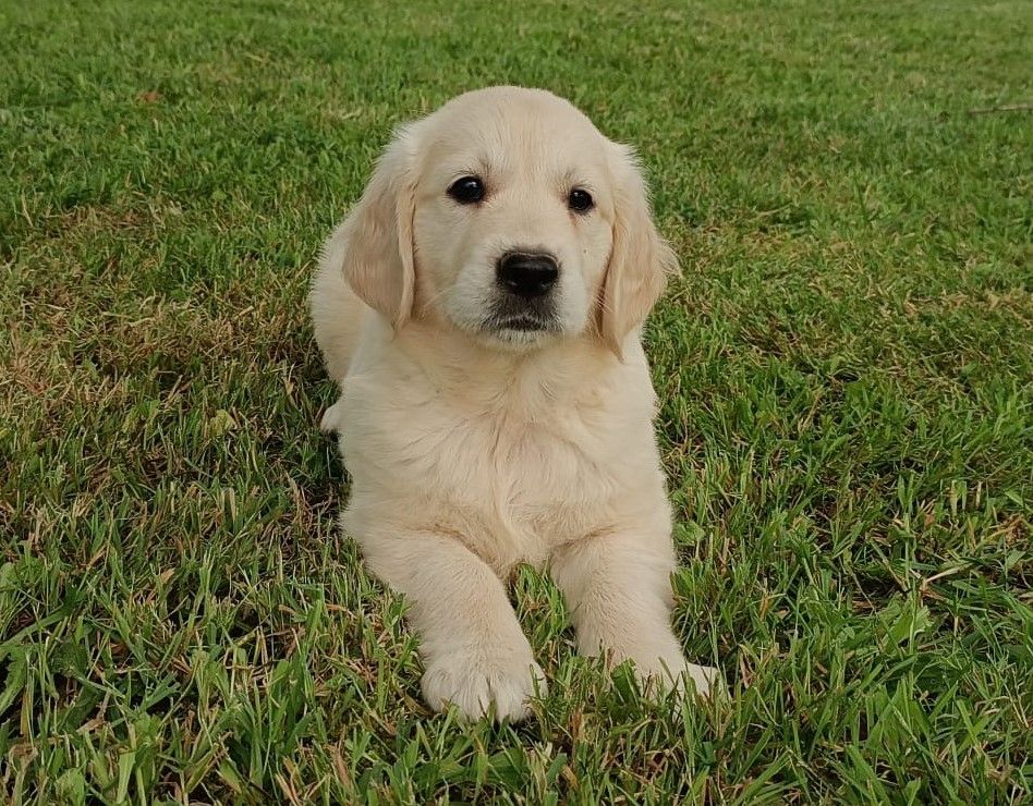 Chiot Golden Retriever Femelle n°4 Des Jardins De Vesco