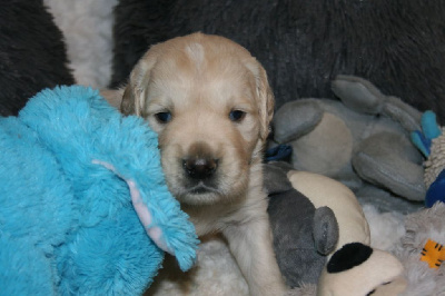 Les chiots de Golden Retriever