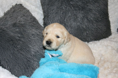 Les chiots de Golden Retriever