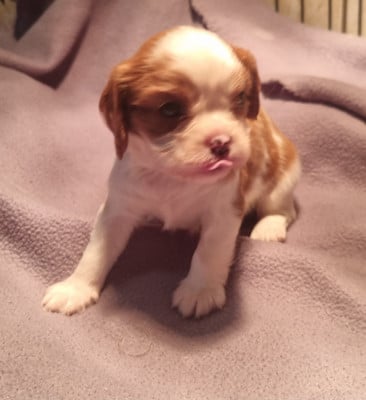 Les chiots de Cavalier King Charles Spaniel