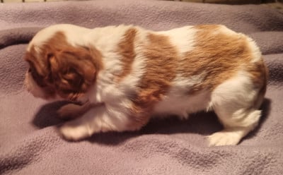 Les chiots de Cavalier King Charles Spaniel