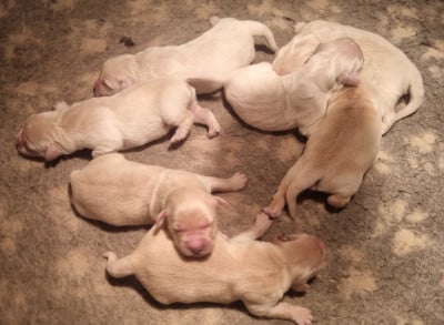 Les chiots de Golden Retriever