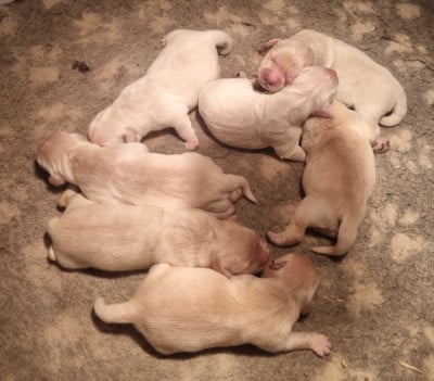 Les chiots de Golden Retriever