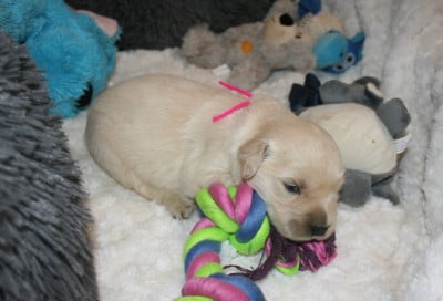 Les chiots de Golden Retriever