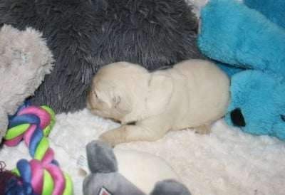 Les chiots de Golden Retriever