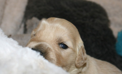 Les chiots de Golden Retriever