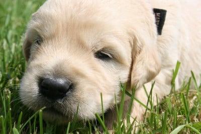 Les chiots de Golden Retriever