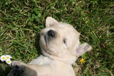 Les chiots de Golden Retriever