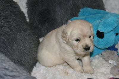 Les chiots de Golden Retriever