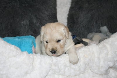 Les chiots de Golden Retriever