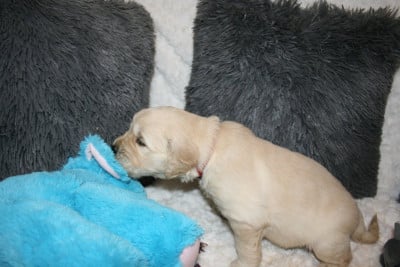 Les chiots de Golden Retriever