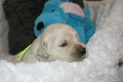 Les chiots de Golden Retriever