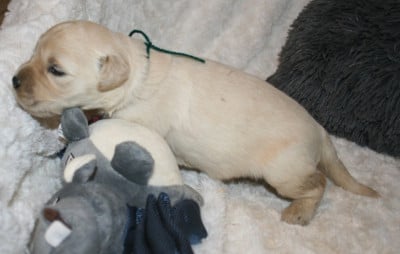 Les chiots de Golden Retriever
