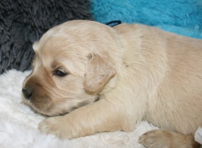 Les chiots de Golden Retriever
