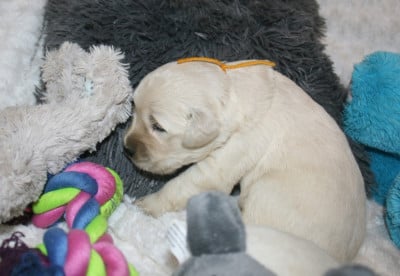 Les chiots de Golden Retriever