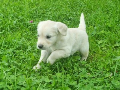Les chiots de Golden Retriever