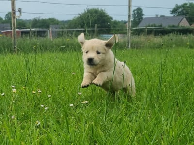 Les chiots de Golden Retriever