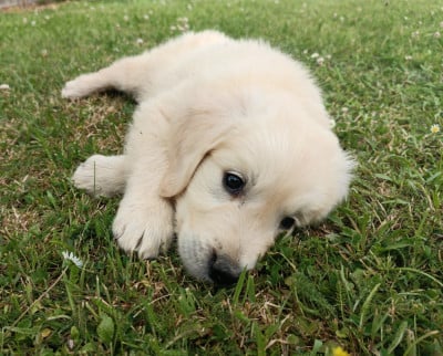 Mâle 1 - Golden Retriever