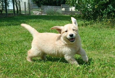 Les chiots de Golden Retriever