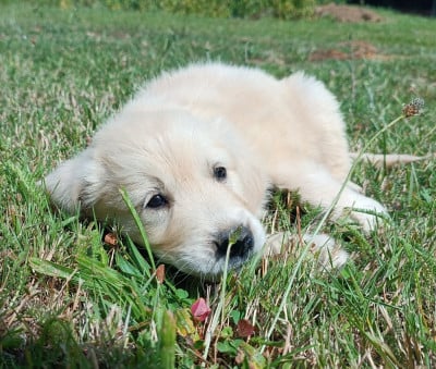 Femelle 1 - Golden Retriever