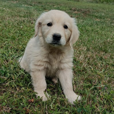Femelle 2 - Golden Retriever