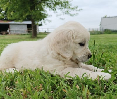 Femelle 3 - Golden Retriever