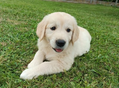 Femelle 5 - Golden Retriever