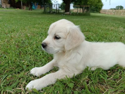 Femelle 6 - Golden Retriever