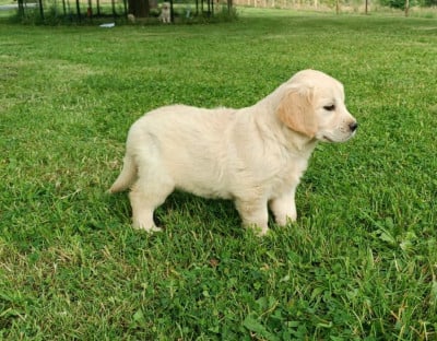 Mâle 3 - Golden Retriever