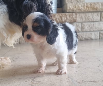 Les chiots de Cavalier King Charles Spaniel